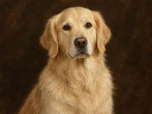 Classic Oil Painting preview 1