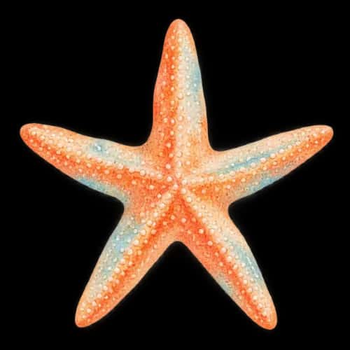 Coastal Summer preview 2